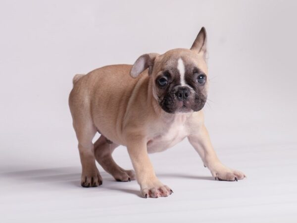 [#20534] Fawn Male French Bulldog Puppies for Sale