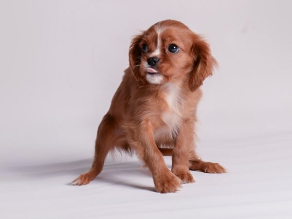 [#20533] Ruby Male Cavalier King Charles Spaniel Puppies for Sale