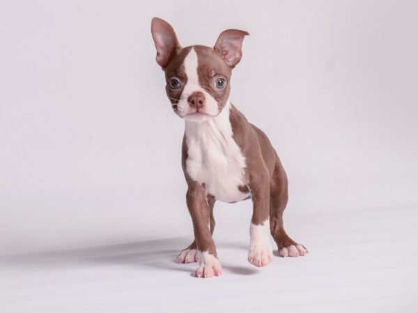 [#20531] Seal / White Female Boston Terrier Puppies for Sale