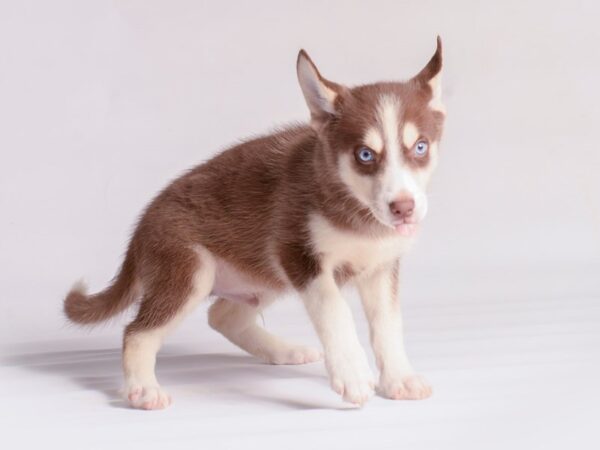 [#20529] Chocolate / Cream Male Pomsky Puppies for Sale