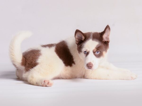 [#20527] Chocolate / Cream Male Pomsky Puppies for Sale