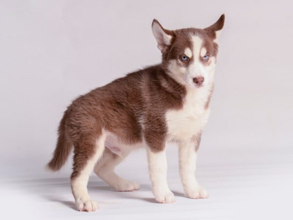 [#20528] Chocolate / Cream Male Pomsky Puppies for Sale