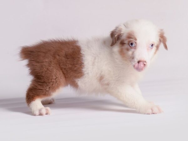 [#20523] Red Merle / White Female Australian Shepherd Puppies for Sale
