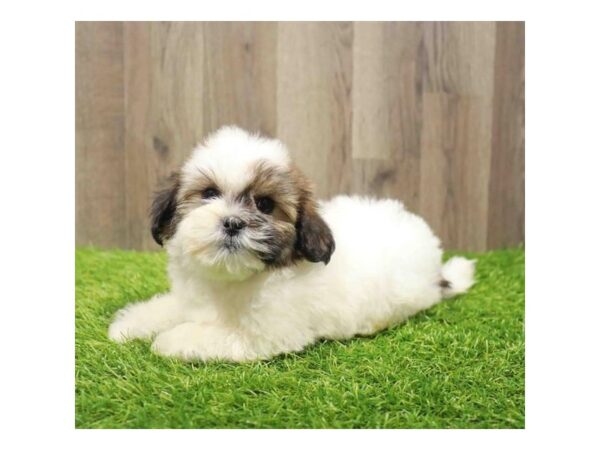 [#20540] Gold / White Female Teddy Bear Puppies for Sale