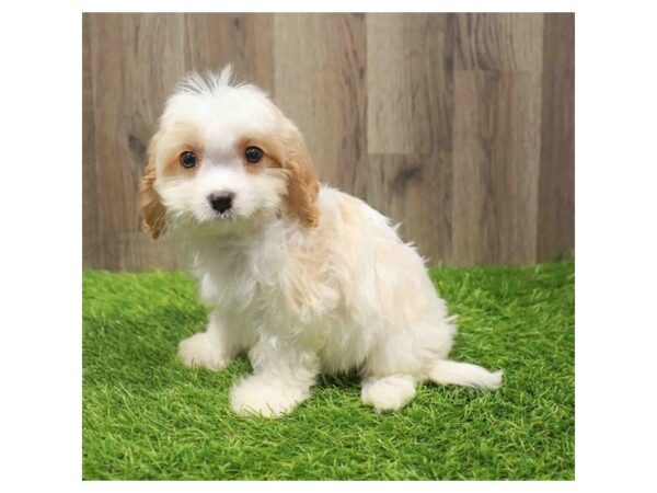 [#20541] Blenheim Female Cavachon Puppies for Sale