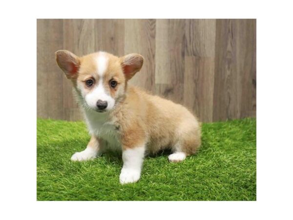 [#20538] Red / White Female Pembroke Welsh Corgi Puppies for Sale