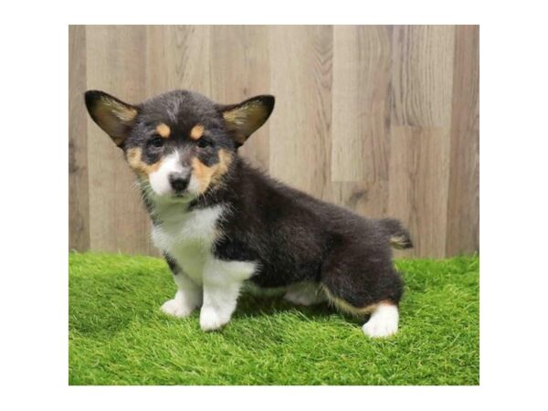 [#20539] Black White / Tan Female Pembroke Welsh Corgi Puppies for Sale