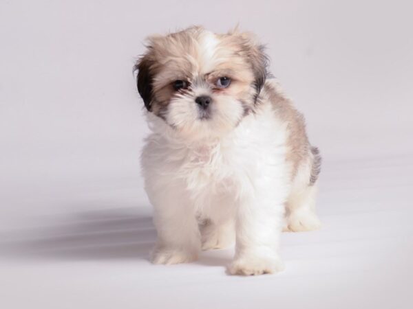[#20536] Gold / White Male Shih Tzu Puppies for Sale