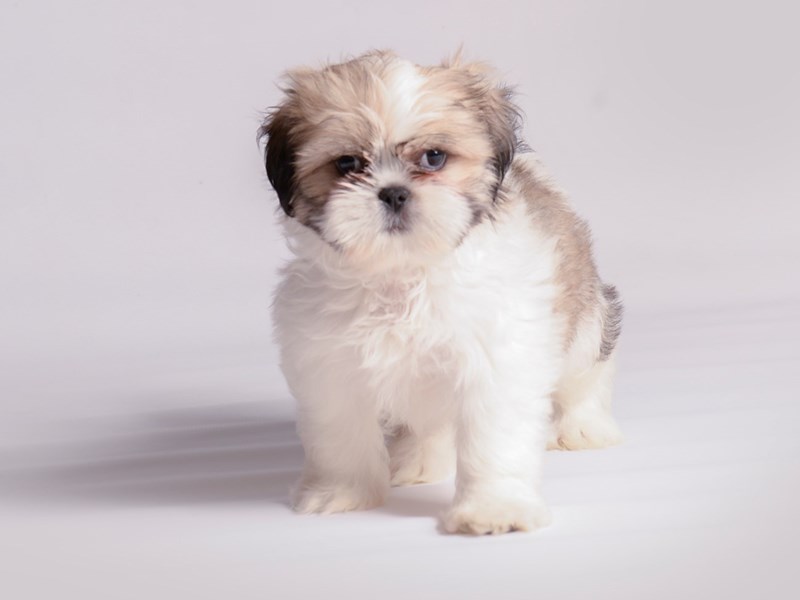 Shih Tzu - 20536 Image #1