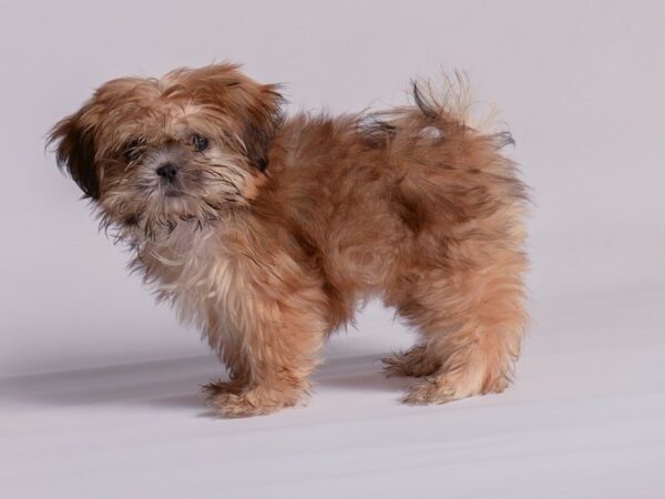 [#20526] Red Female Shih Tzu Puppies for Sale