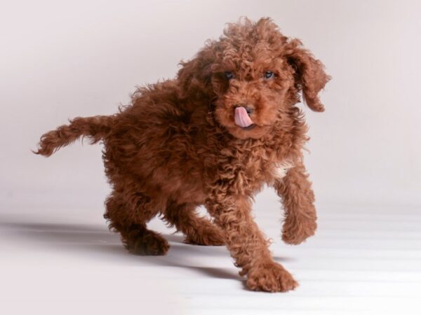 [#20565] Apricot and White Female Goldendoodle Puppies for Sale