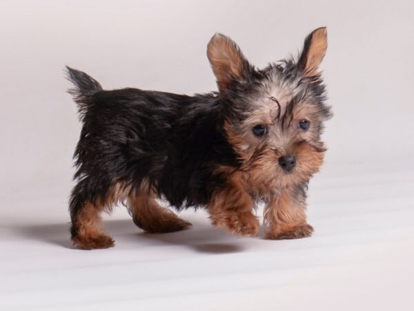 [#20561] Black / Tan Male Silky Terrier Puppies for Sale