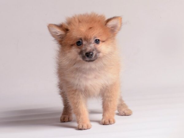 [#20558] Orange Sable Female Pomeranian Puppies for Sale