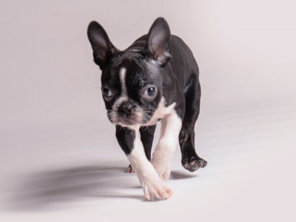 [#20553] Black / White Female Boston Terrier Puppies for Sale
