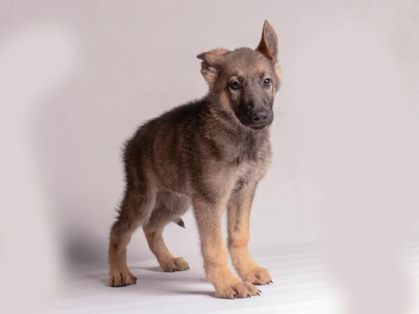[#20551] Sable Male German Shepherd Dog Puppies for Sale