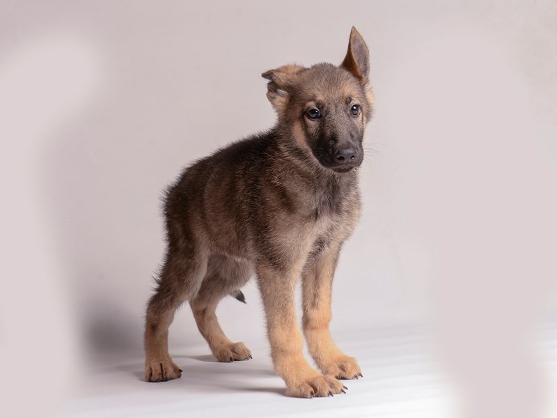 German Shepherd Dog - 20551 Image #1