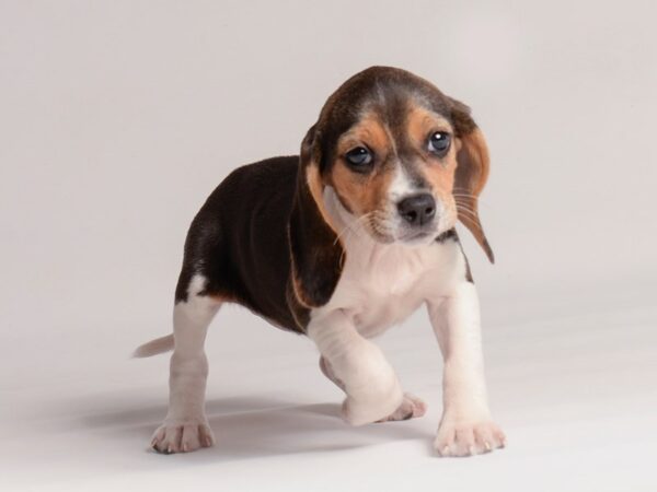 [#20566] Black White / Tan Female Beagle Puppies for Sale