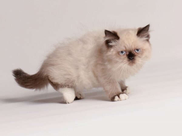 [#20571] Tortie Point Female Persian Kittens for Sale