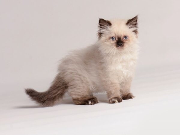 [#20572] Tortie Point Female Persian Kittens for Sale