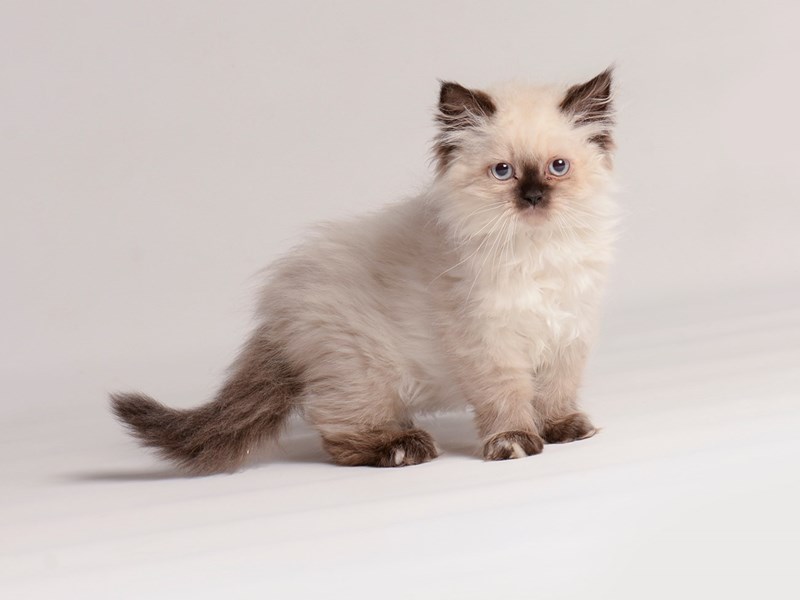Persian - 20572 Image #1