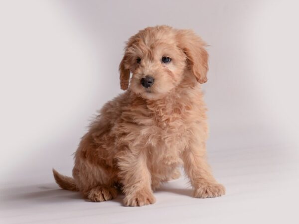 [#20587] Apricot Female Goldendoodle Mini Puppies for Sale