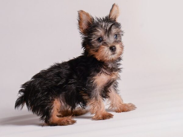 [#20584] Black / Tan Female Silky Terrier Puppies for Sale