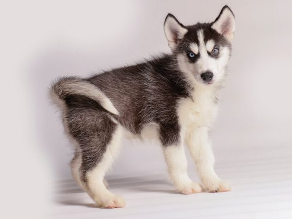 [#20583] Black / White Male Siberian Husky Puppies for Sale