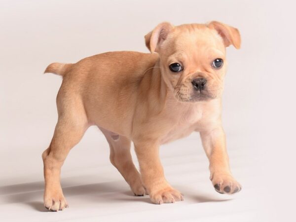 [#20595] Red Male French Bulldog Puppies for Sale