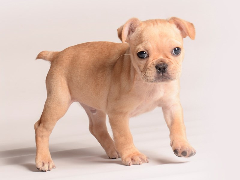French Bulldog - 20595 Image #1