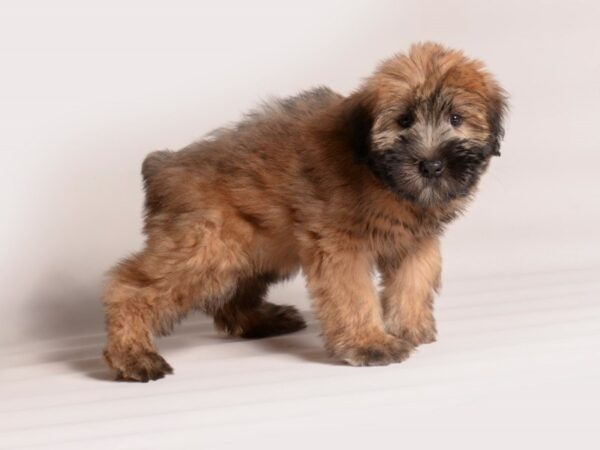 [#20590] Wheaten Female Soft Coated Wheaten Terrier Puppies for Sale