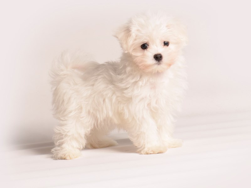 Maltese - 20589 Image #1