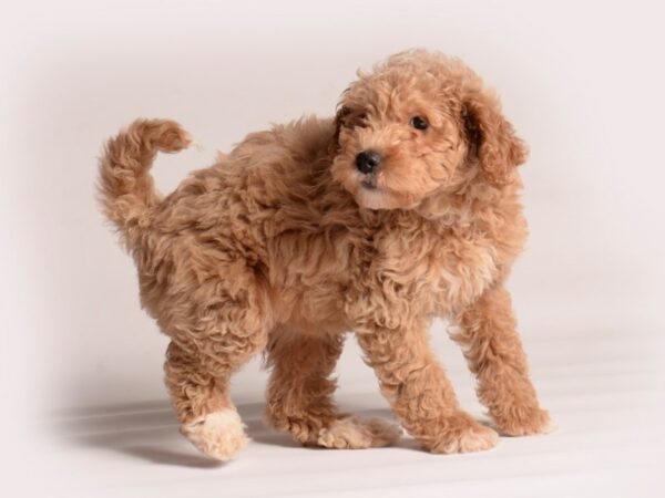 [#20586] Cream Female Goldendoodle Mini Puppies for Sale