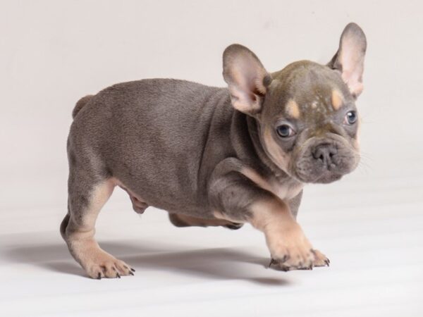 [#20611] Blue w/ Tan Points Male French Bulldog Puppies for Sale