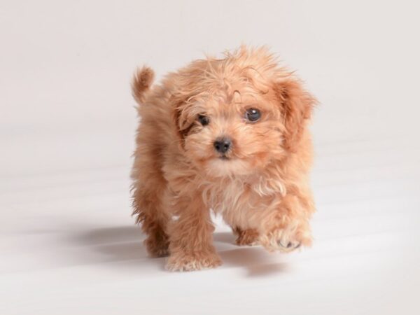 [#20608] Apricot Male Cavapoo Puppies for Sale