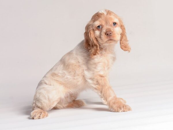 [#20601] Buff / White Female Cocker Spaniel Puppies for Sale