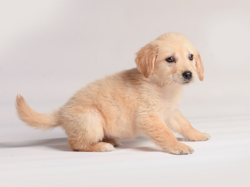 Golden Retriever - 20606 Image #1