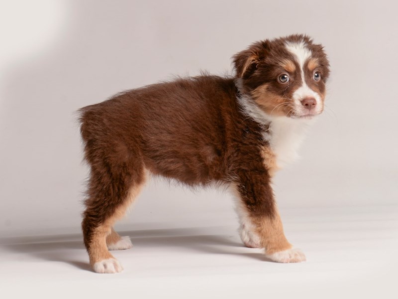 Australian Shepherd - 20613 Image #1