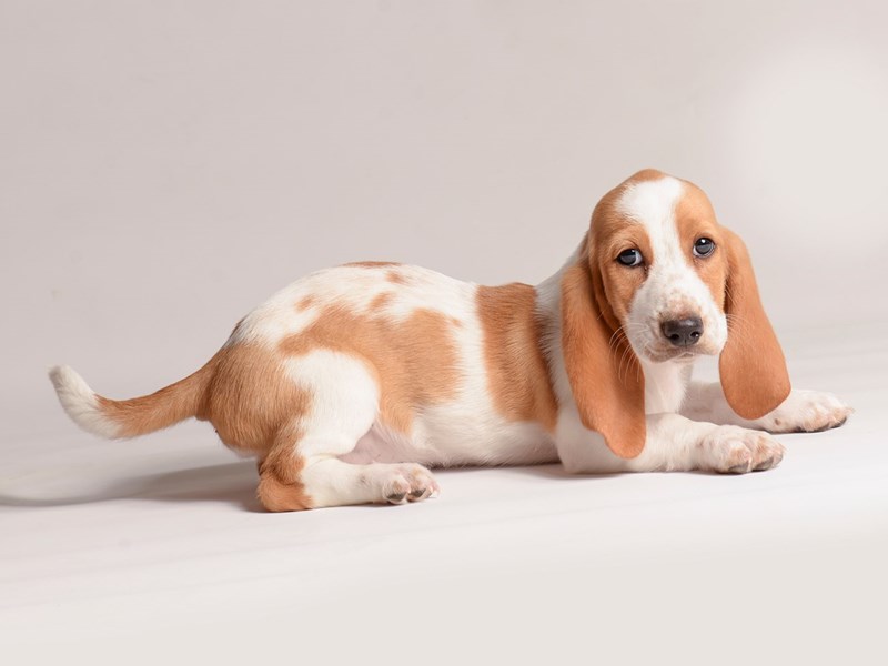 Basset Hound - 20614 Image #1