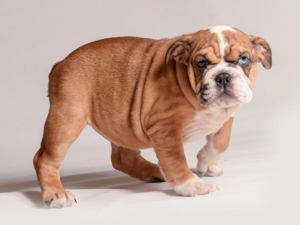 [#20615] Red / White Female Bulldog Puppies for Sale