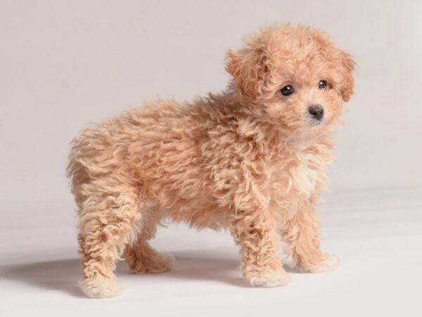 [#20619] Apricot Female Maltipoo Puppies for Sale