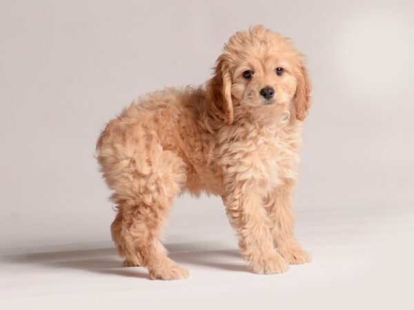[#20618] Apricot Female Cock A Poo Puppies for Sale