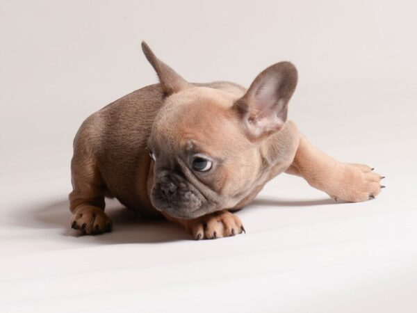 [#20641] Blue Sable Female French Bulldog Puppies for Sale