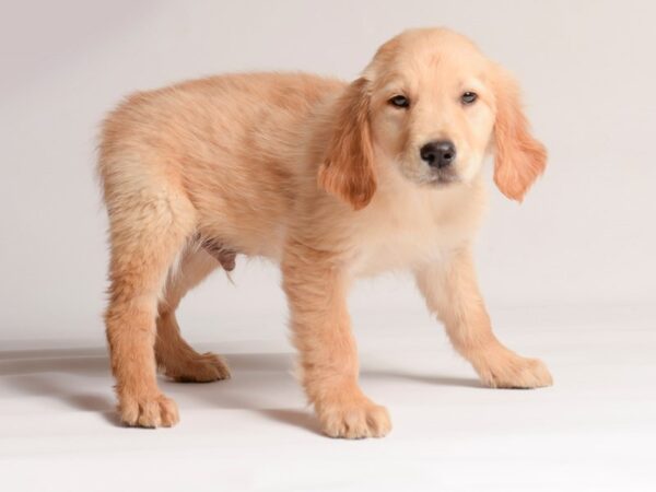 [#20640] Lt Red Male Golden Retriever Puppies for Sale