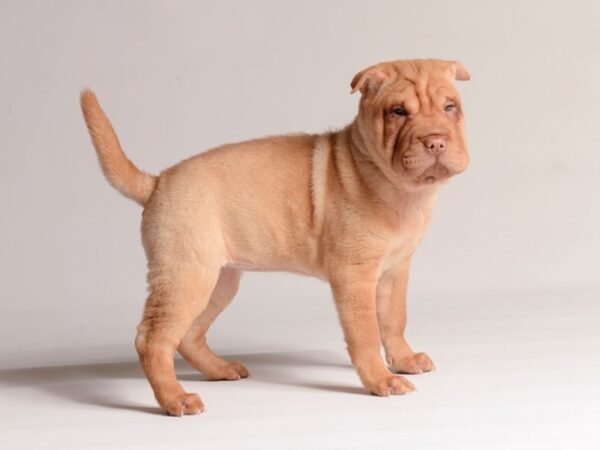 [#20639] Red Female Shar Pei Puppies for Sale