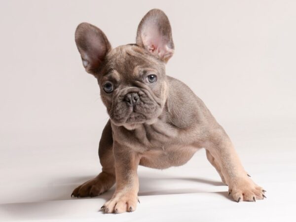 [#20638] Sable Male French Bulldog Puppies for Sale
