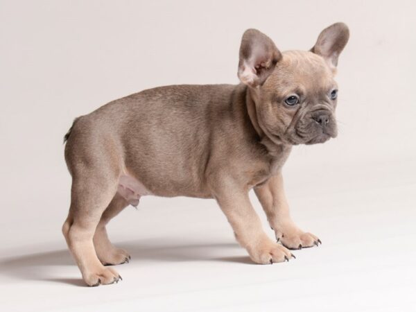 [#20637] Sable Male French Bulldog Puppies for Sale