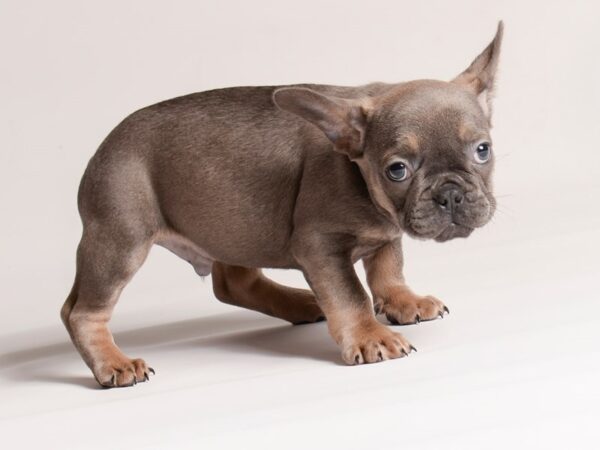 [#20636] Blue w/ Tan Male French Bulldog Puppies for Sale
