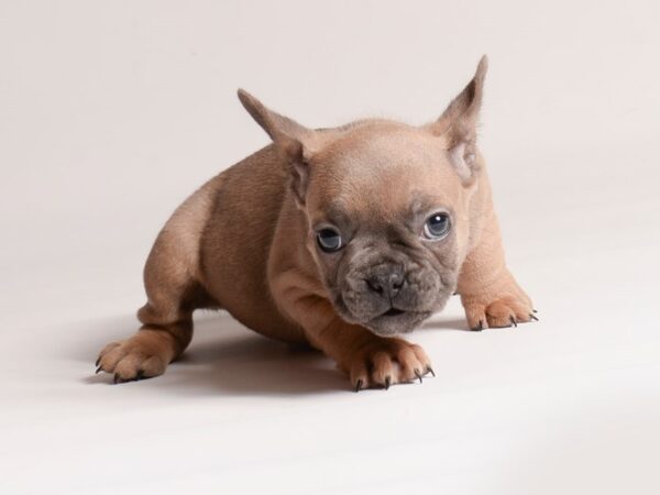 [#20635] Blue Sable Male French Bulldog Puppies for Sale