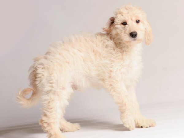 [#20634] Cream Male Goldendoodle 2nd Gen Puppies for Sale