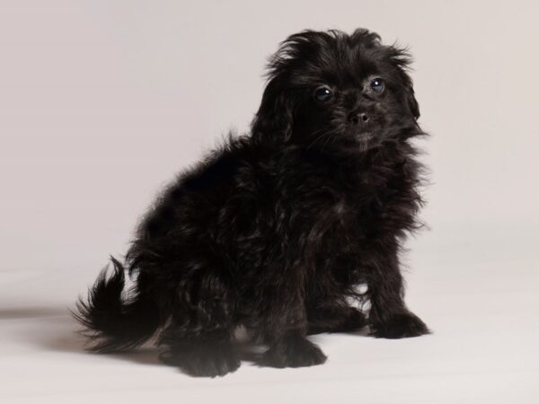 [#20630] Black Male Pomapoo Puppies for Sale